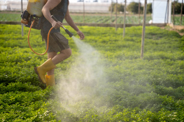 Bird Control in Meadowbrook, CA
