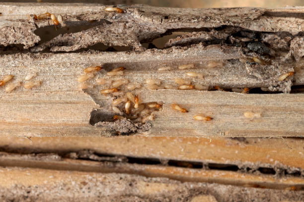 Pest Control for Restaurants in Meadowbrook, CA